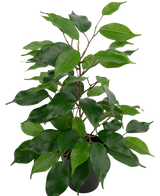 Artificial plant ficus in pot 40cm - Easyplants Artificial Plants & Flowers