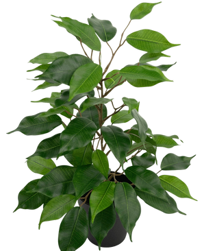 Artificial plant ficus in pot 40cm - Easyplants Artificial Plants & Flowers