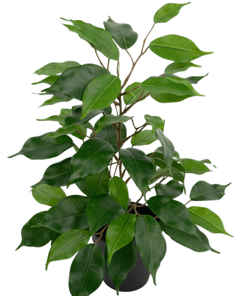 Artificial plant ficus in pot 40cm - Easyplants Artificial Plants & Flowers