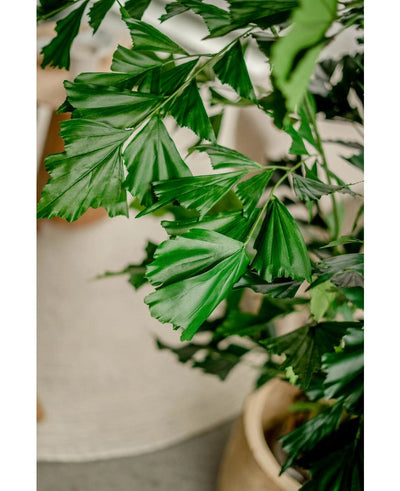 De Kunstplant Fishtail Palm 160 cm heeft grote, levendige groene bladeren met gekartelde randen in een pot. Hij staat binnen met een zacht vage achtergrond van een licht vloerkleed en neutrale meubels.