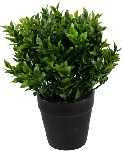 De Kunstplant Groen 20 cm in pot is een weelderig groene kunstplant met kleine puntige blaadjes in een eenvoudige zwarte pot, perfect om levendig groen toe te voegen aan je ruimte.