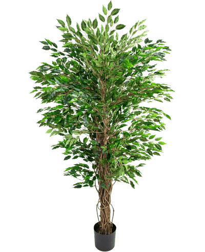 De Kunstplant Hawaiian Ficus Liana (150 cm) heeft weelderige groene bladeren en meerdere gedraaide bruine stammen in een kleine zwarte pot, tegen een effen witte achtergrond.