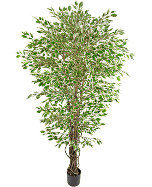 Artist Hawaiian Ficus Liana 180 cm