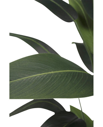 Close-up van grote, langwerpige groene bladeren met prominente nerven tegen een witte achtergrond. Het gelaagde patroon is typerend voor de Kunstplant Heliconia 160 cm - een onderhoudsvrije plant die perfect is voor elke ruimte.