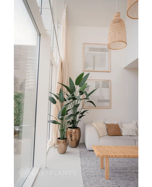 Artificial plant heliconia 210 cm