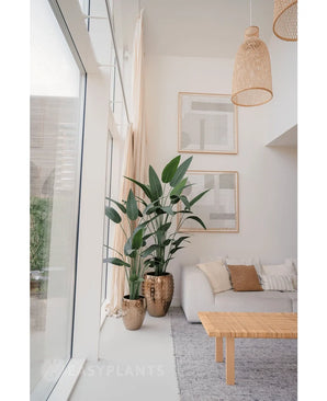 A bright, modern living room with large windows, a gray rug, a wooden coffee table and a bright sofa. Two Artificial Heliconias 210 cm in metal vases with beige curtains give the room a luxurious look.