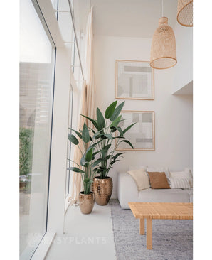 Een lichte, moderne woonkamer met grote ramen, een grijs vloerkleed, een houten salontafel en een lichte bank. Twee Kunstplant Heliconia's 210 cm in metalen vazen bij beige gordijnen geven de ruimte een luxe uitstraling.
