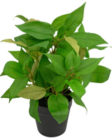 Artificial plant "House Wanderer" in Pot 35cm - Easyplants Artificial Plants & Flowers