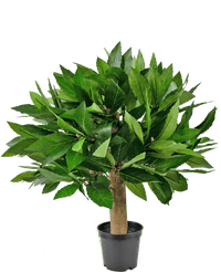 Artificial plant bay leaf D33 cm UV-resistant