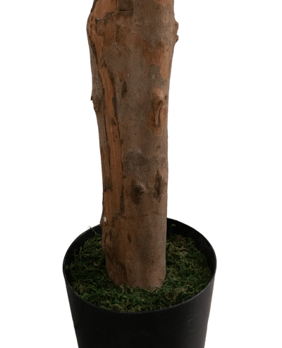 Een close-up van de Kunstplant Longfolia 180 cm, met de boomstam in een zwarte pot met groen mos, tegen een effen witte achtergrond.