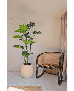 An Artificial Plant Monstera 150 cm stands next to a rattan chair with a brown cushion in a bright, minimalist room with white walls, light wooden floors and beige curtains.