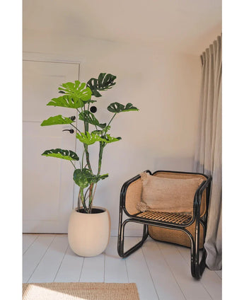 An Artificial Plant Monstera 150 cm stands next to a rattan chair with a brown cushion in a bright, minimalist room with white walls, light wooden floors and beige curtains.