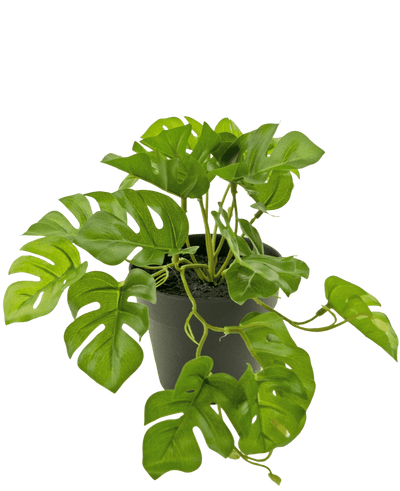 Een Kunstplant Monstera 18 cm in een pot.
