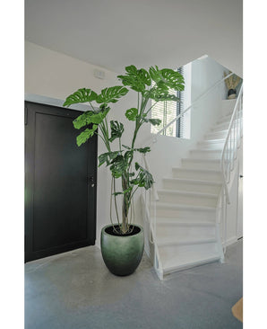 Een Kunstplant Monstera 210 cm staat in een pot op een grijze vloer naast een witte trap met een gebogen leuning in een modern, minimalistisch interieur. Links is een zwarte deur zichtbaar.