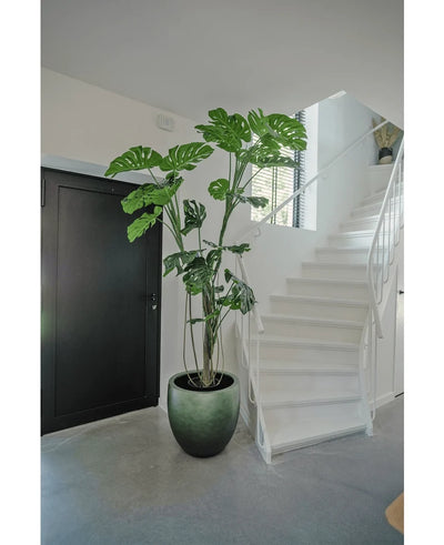 An Artificial Plant Monstera 210 cm stands in a pot on a gray floor next to a white staircase with a curved banister in a modern, minimalist interior. A black door is visible on the left.