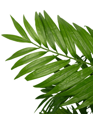 Artificial Plant Parlour 120 cm