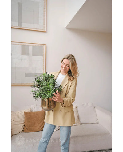 A woman in a beige blazer and jeans stands in a modern living room and smiles while holding an Artificial Plant Podocarpus 47 cm. Abstract art decorates the light wall above a cream-colored sofa with brown cushions.