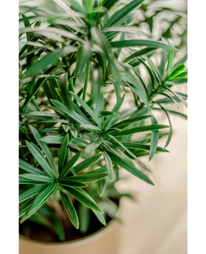 Close-up of the Artificial Plant Podocarpus 47 cm, with long, slender green leaves with vibrant foliage against a softly blurred background.
