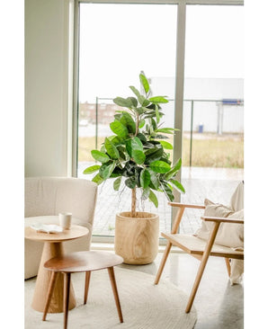Light, modern room with large windows, the Artificial Plant Rubber Plant 150 cm with dark green leaves in a decorative pot on a light round rug, a beige armchair, wooden side table with cup and saucer and a wooden chair with cushion.