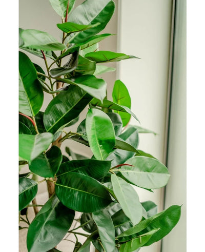 A close-up of the Artificial Rubber Plant 150 cm with glossy, dark green leaves stands indoors near a window, bright natural light accentuates the vibrant foliage and elegant decorative pots.