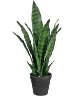 Artificial plant Sansevieria Zeylanica 44 cm - Easyplants Artificial Plants & Flowers