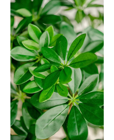 Close-up of lush, green leaves of the Artificial Schefflera plant 120 cm, with smooth, oval-shaped leaves that overlap each other and have a fresh, vibrant appearance.