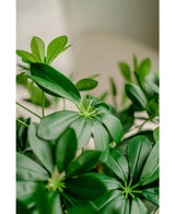 Kunstplant Schefflera 120 cm.