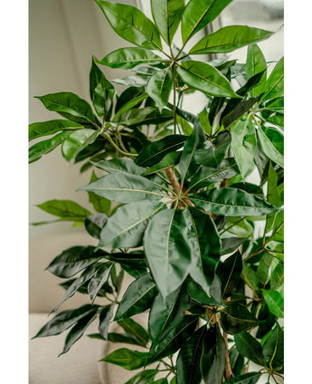 Een close-up van de Kunstplant Schefflera 150 cm toont de lange, glanzende groene bladeren bij een raam waar natuurlijk licht het weelderige, levensechte gebladerte benadrukt.