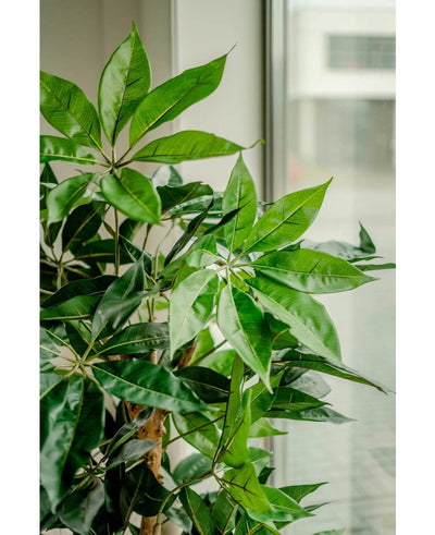 Een Kunstplant Schefflera 150 cm met brede, weelderige groene bladeren staat bij een groot raam, het levendige gebladerte wordt verlicht door natuurlijk licht.