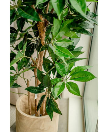 Een close-up van de Kunstplant Schefflera 150 cm met brede groene bladeren in een lichte houten pot, geplaatst bij een raam met natuurlijk licht dat de weelderige bladeren accentueert.