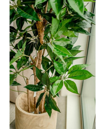 Kunstplant Schefflera 150 cm