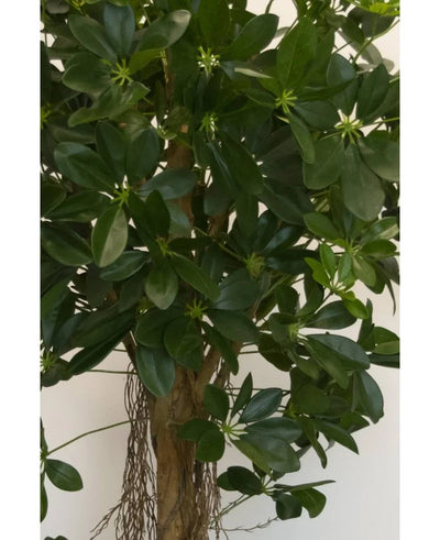 Close-up of the Artificial Schefflera small leaf 150 cm plant with wide, glossy green leaves and small star-shaped buds, plus a brown stem and hanging roots - ideal for stylish decorative pots against any neutral background.