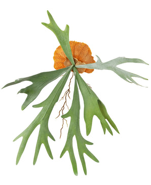 Kunstplant Staghorn 53 cm heeft brede, groene, geweivormige bladeren en bruine, schildachtige basisbladeren voor een levensechte staghornvaren tegen een witte achtergrond.