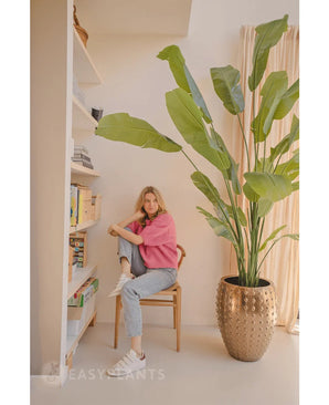 Een vrouw in een roze trui en spijkerbroek zit op een houten stoel naast de Kunstplant Strelitzia Nicolai Deluxe 235 cm; boekenplanken en transparante gordijnen versterken het zacht verlichte interieur.