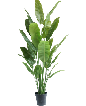 Artificial plant Strelitzia Nicolai Deluxe 235 cm