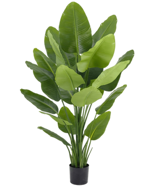 Artificial plant Strelitzia Real Touch Deluxe 180 cm