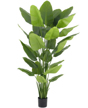 Artificial plant Strelitzia Real Touch Deluxe 210 cm