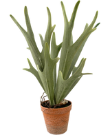 Artificial plant sailing Staghorn 43 cm - Easyplants Artificial Plants & Flowers