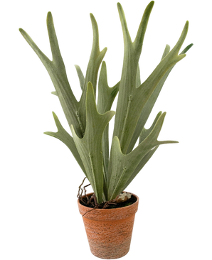 Artificial plant sailing Staghorn 43 cm