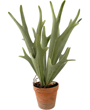 Artificial plant sailing Staghorn 43 cm - Easyplants Artificial Plants & Flowers