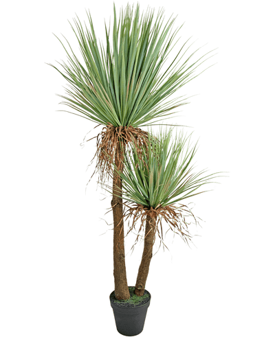 De Kunstplant Yucca Deluxe 153 cm heeft twee hoge, bruine stammen met textuur en trossen lange, puntige groene bladeren en wat verdroogde onderste bladeren tegen een witte achtergrond.