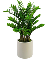 Artificial plant Zamioculcas ready in beige pot 120 cm - Easyplants Artificial Plants & Flowers