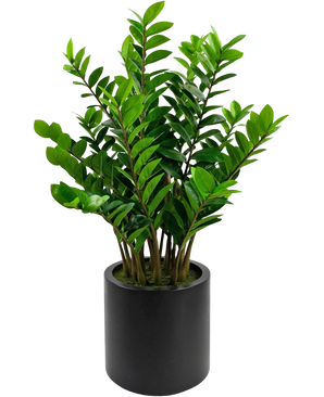 Artificial plant Zamioculcas Ready in Black pot 120 cm