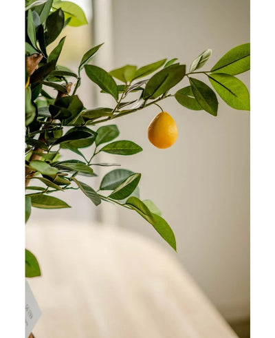 On the Artificial Lemon Tree 75 cm, a single yellow lemon hangs from a leafy branch against a softly faded background.