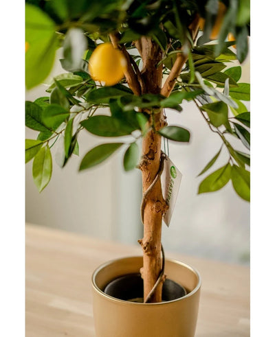 The Artificial Lemon Tree 75 cm has lifelike green leaves and a yellow lemon, in a gold-colored decorative pot on a light wooden surface indoors. A plant label adorns the twisted trunk.