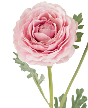 Een close-up van de Kunstranonkel Real Touch Roze 60cm toont de gelaagde roze bloemblaadjes en groene bladeren tegen een witte achtergrond.