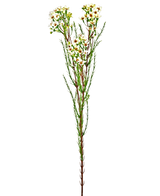 Artificial Branch Waxflower 78 cm Creme - Easyplants Artificial Plants & Flowers