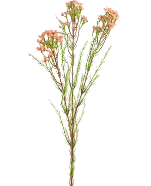 Artificial Branch Waxflower 78 cm Pink - Easyplants Artificial Plants & Flowers