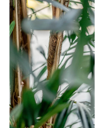 Close-up of green palm leaves and brown stems on the Artificial Lady Palm 180 cm artificial plant, with a softly hazy, natural tropical appearance. Light filters softly through the foliage in the background.