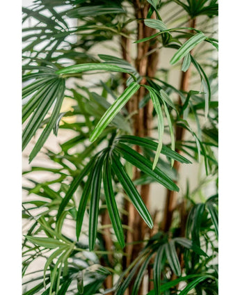 Close-up of vibrant green leaves and long, slender fronds of the Artificial Lady Palm 210 cm, against a softly blurred background, showcasing the lush and tropical look of this artificial palm.